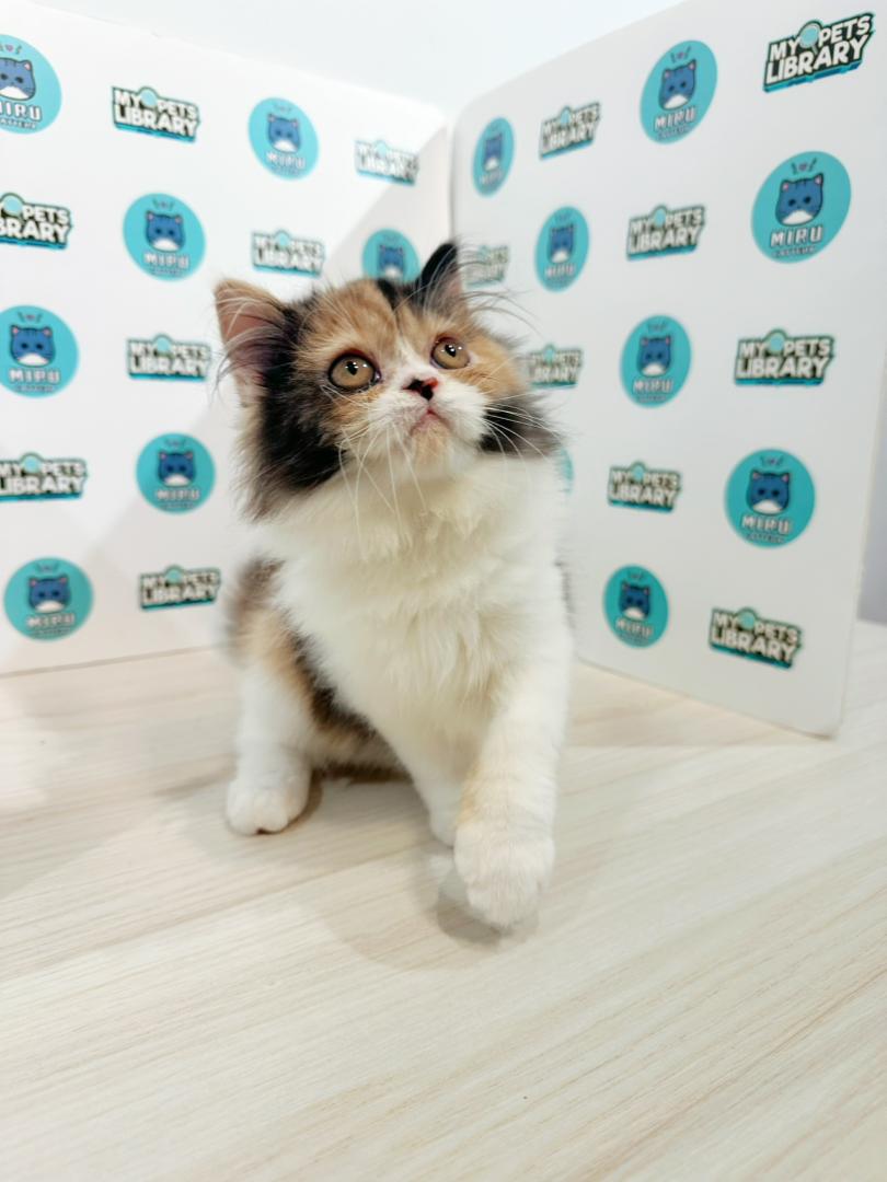 Persian Kitten