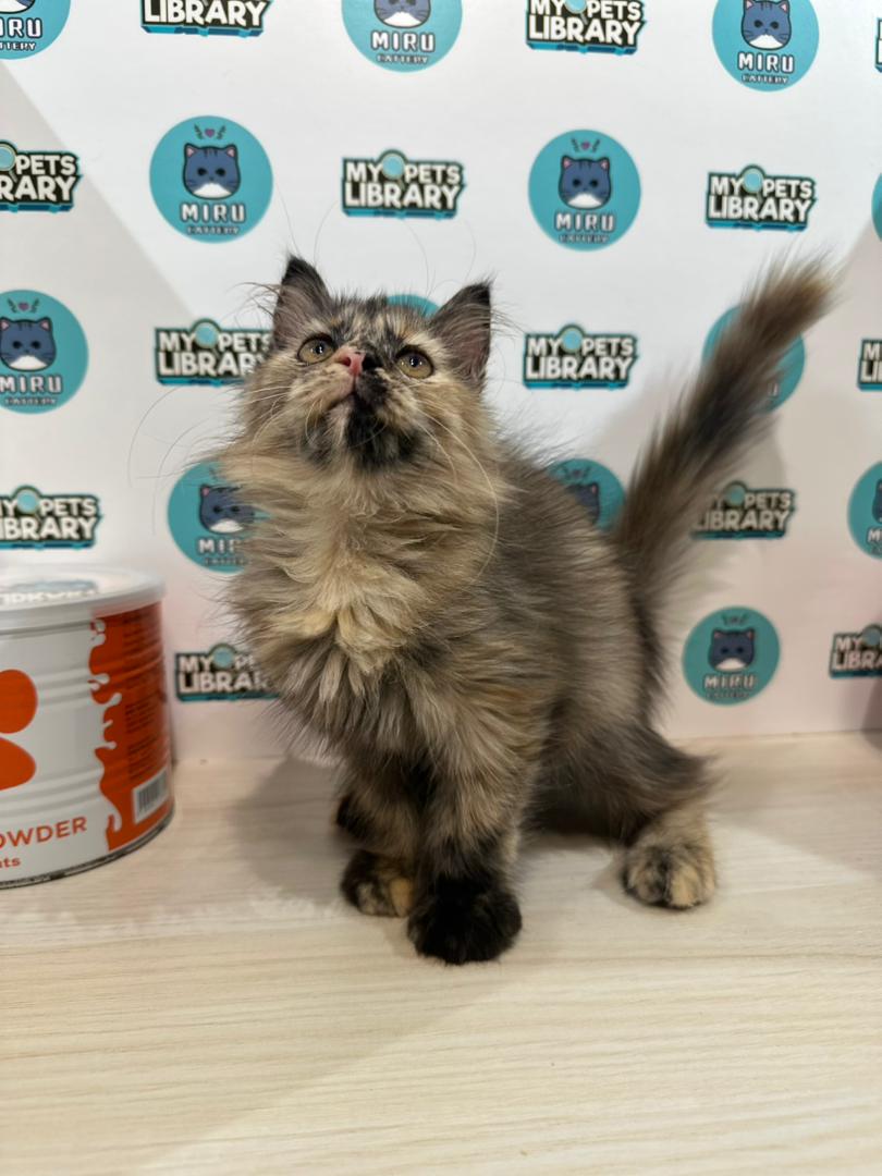 Maine Coon Persian Kitten