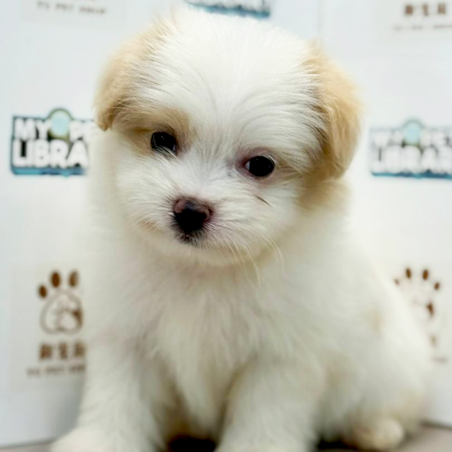 Maltipoo Puppy