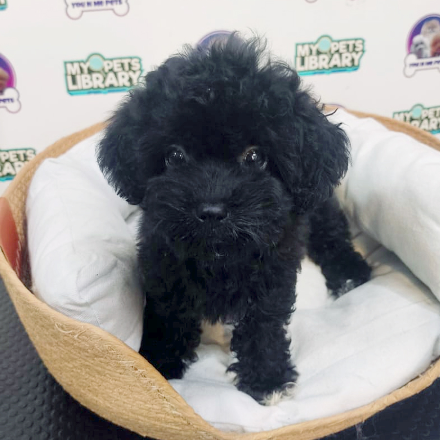 Toy Poodle Puppy