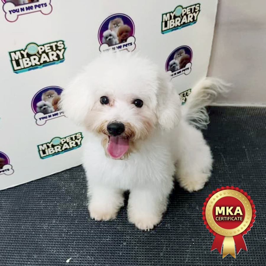 MKA Tiny Bichon Frise Puppy