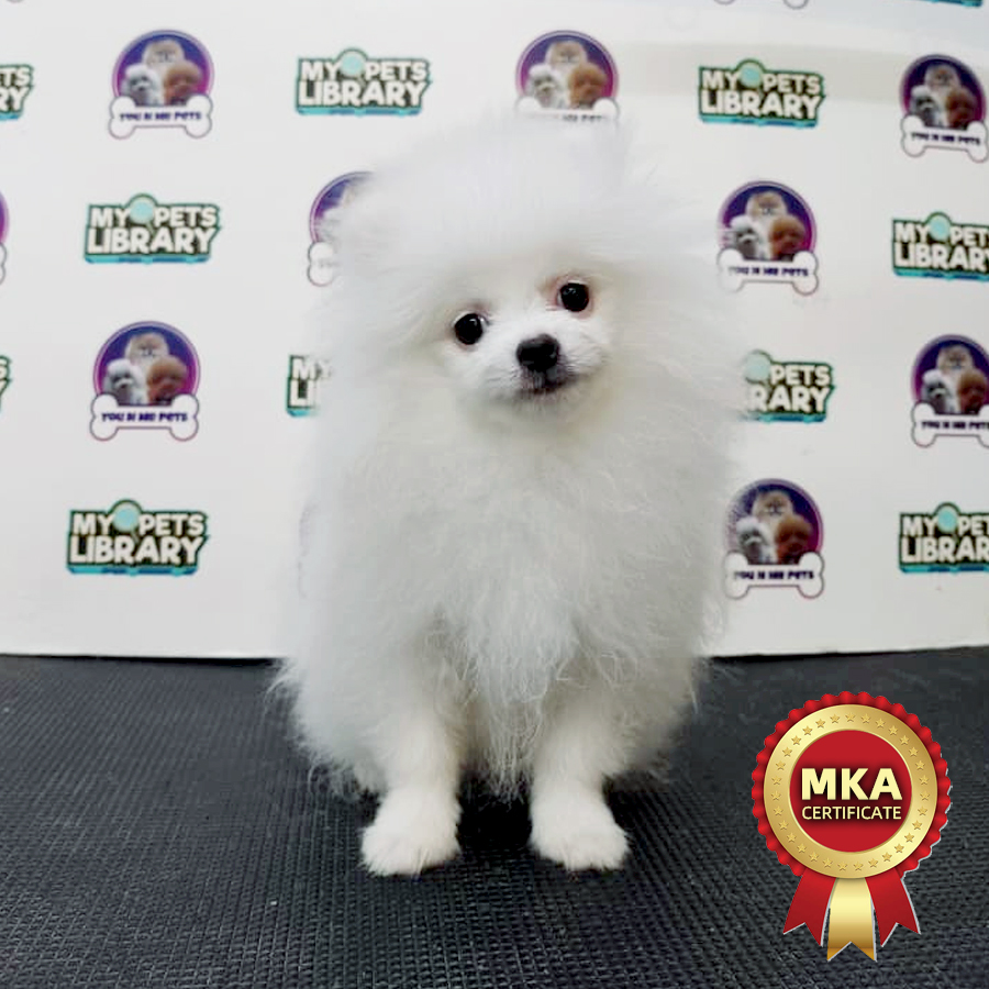 MKA Tiny Pomeranian Puppy