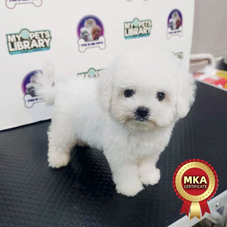 MKA Tiny Bichon Frise Puppy