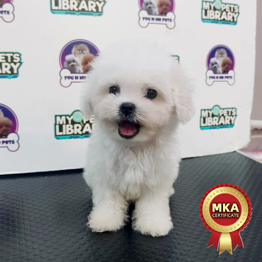 MKA Tiny Bichon Frise Puppy