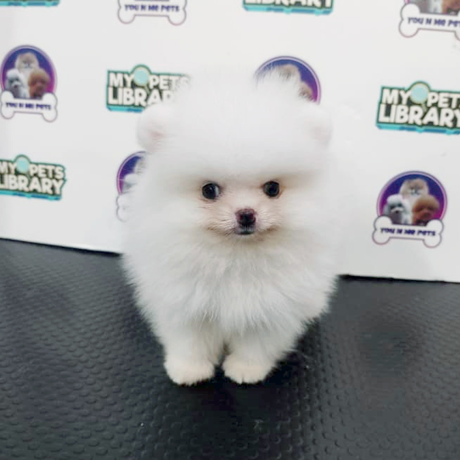 Tiny Pomeranian Puppy