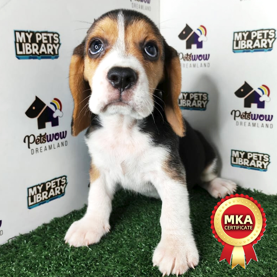 Beagle Puppy
