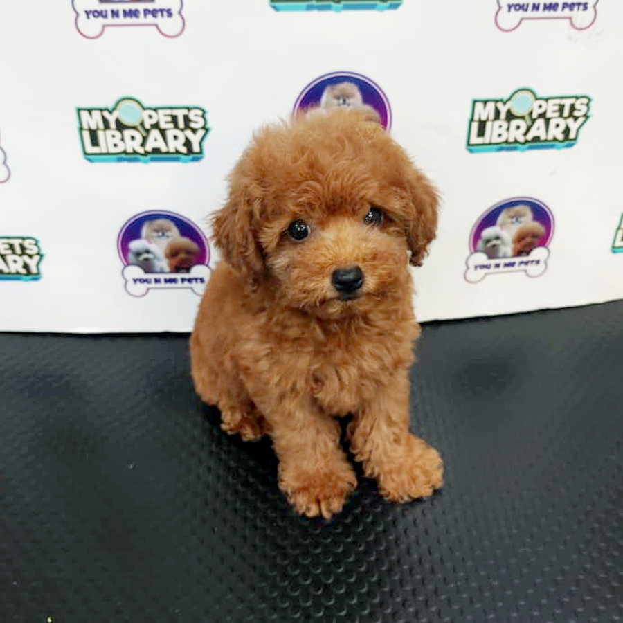 Tiny Poodle Puppy