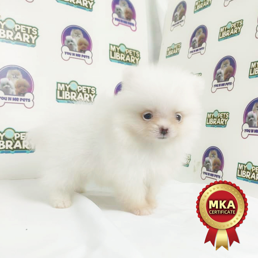 MKA Tiny Pomeranian Puppy