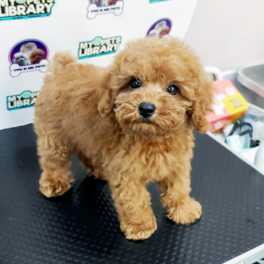Toy Poodle Puppy