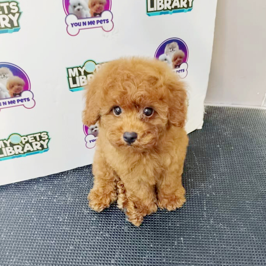 Toy Poodle Puppy
