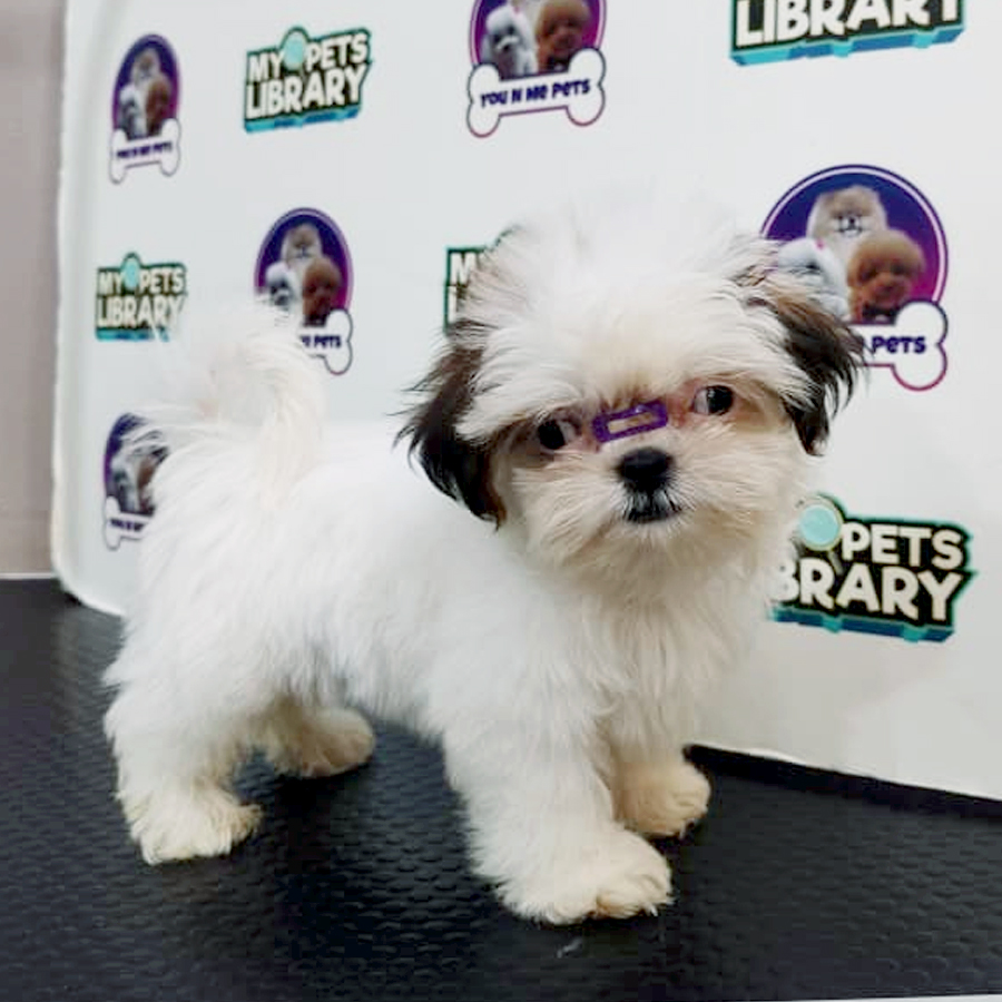 Mini Shih Tzu  Puppy