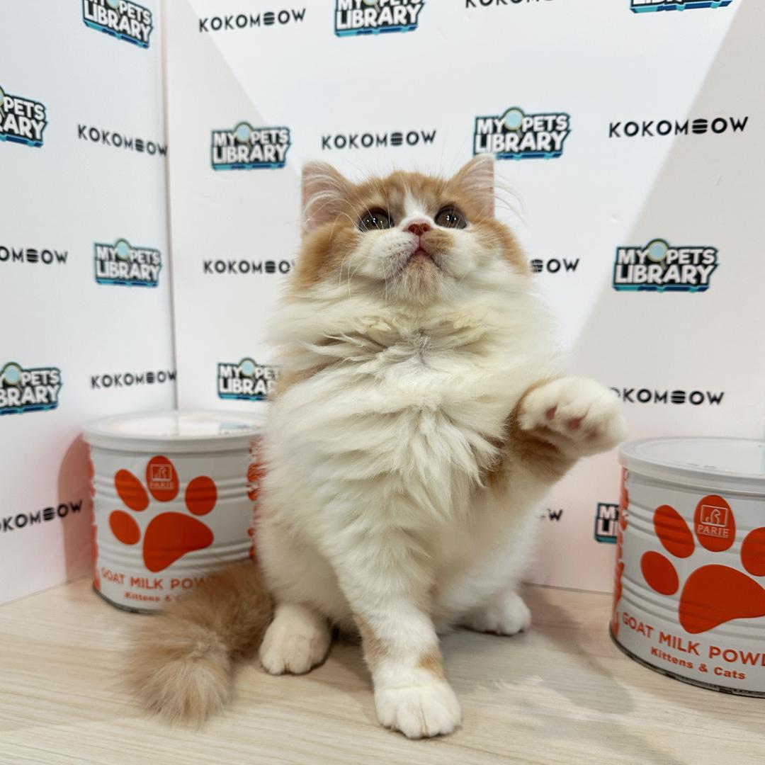Persian Kitten