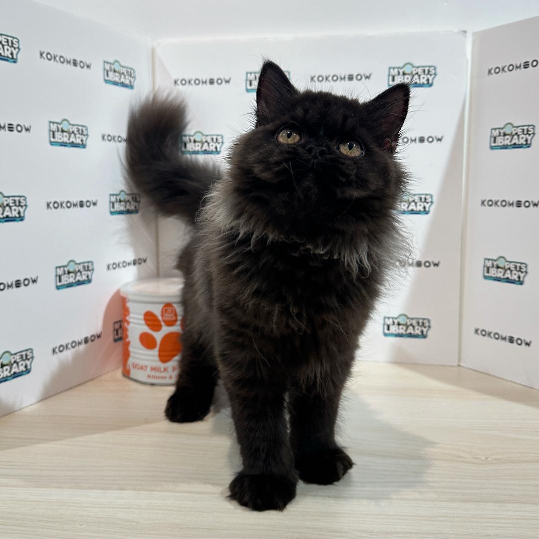 Persian Kitten