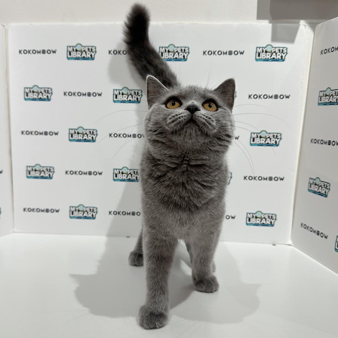 British Shorthair Kitten
