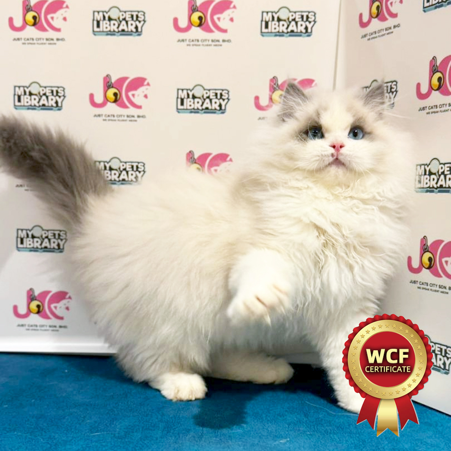 WCF Ragdoll Kitten