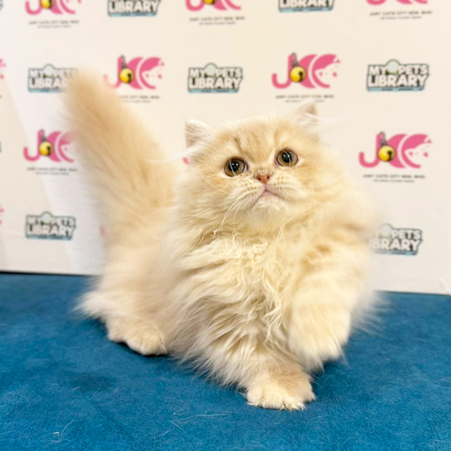 Minuet Napoleon Kitten