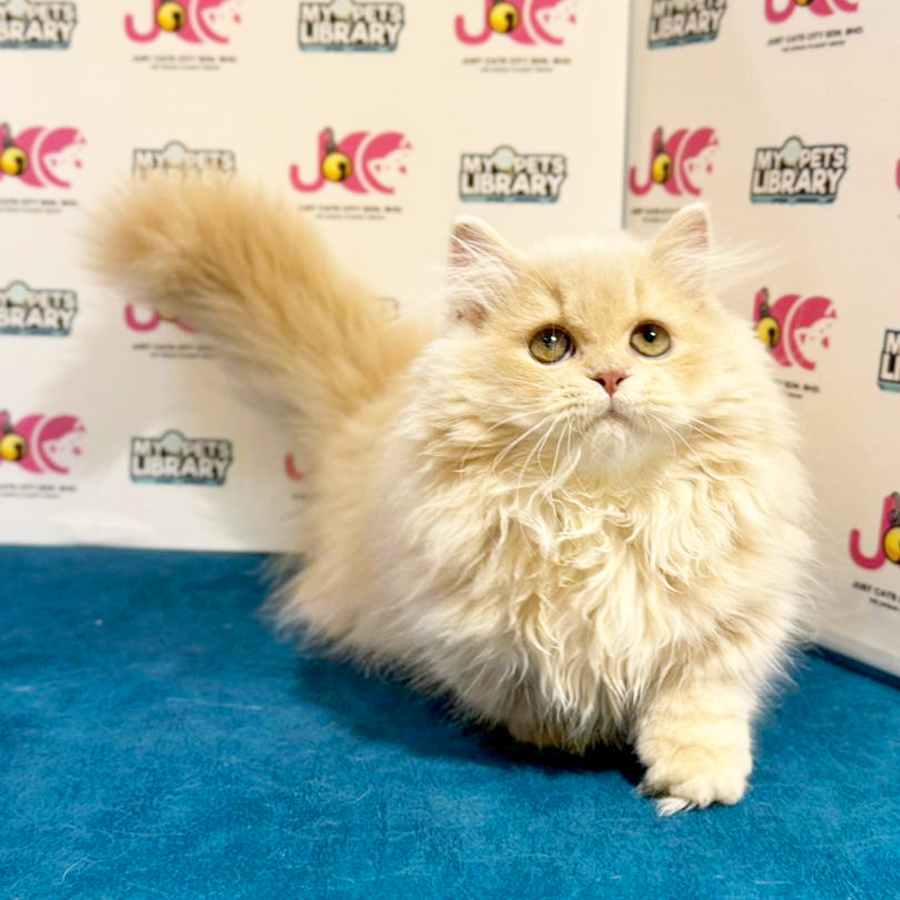 Minuet Napoleon Kitten