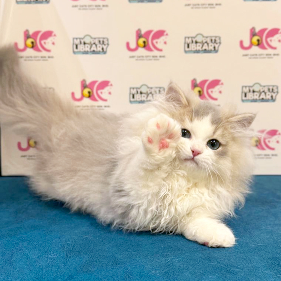 Minuet Napoleon Kitten