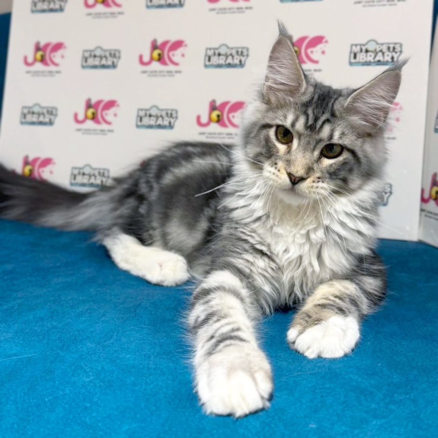Maine Coon Kitten