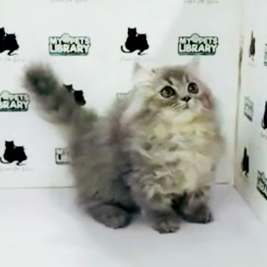 Munchkin British Longhair Kitten