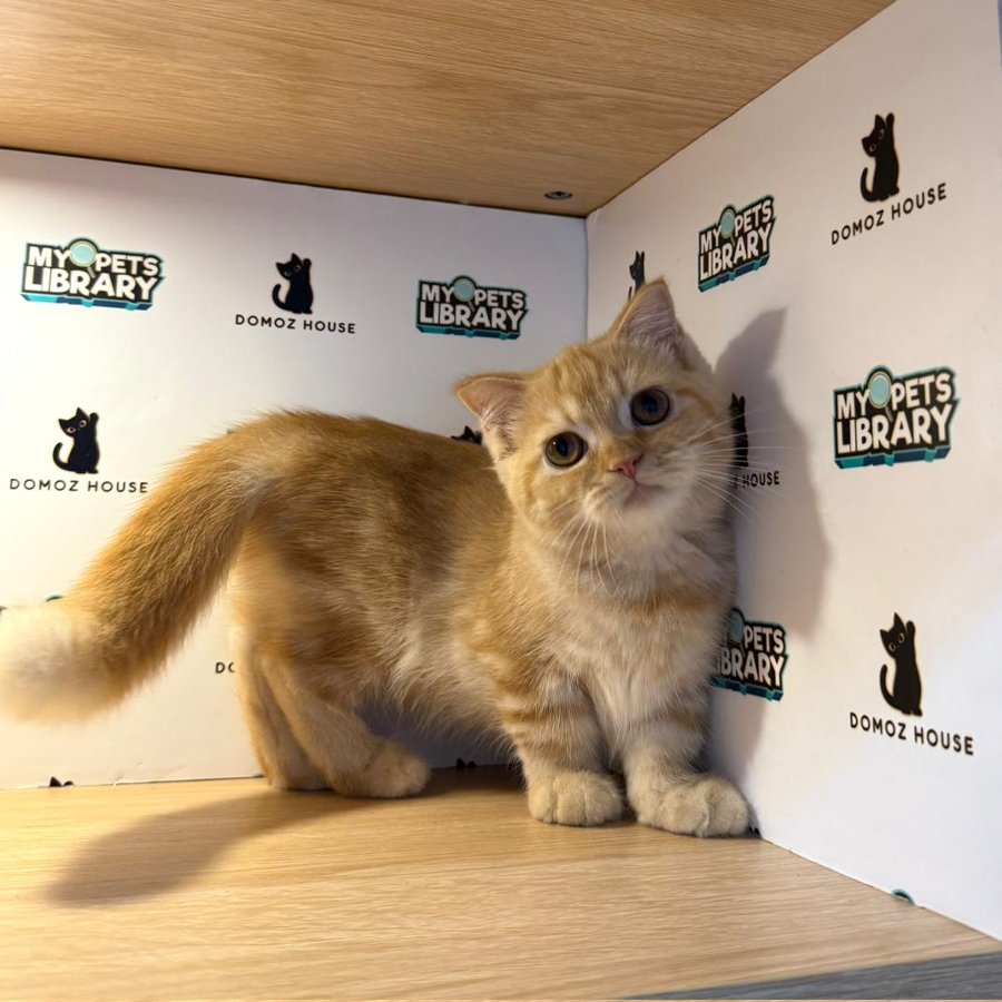 Munchkin Kilt Kitten