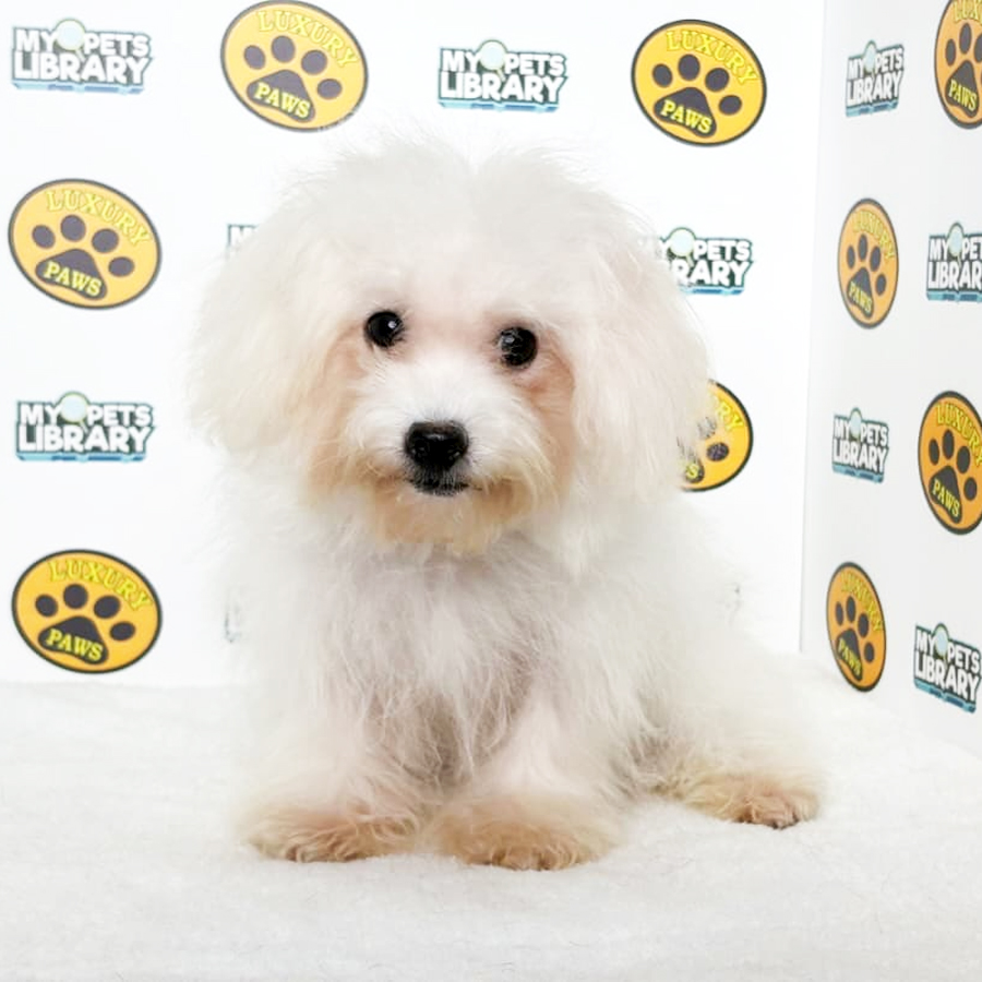 Tiny Poodle Puppy