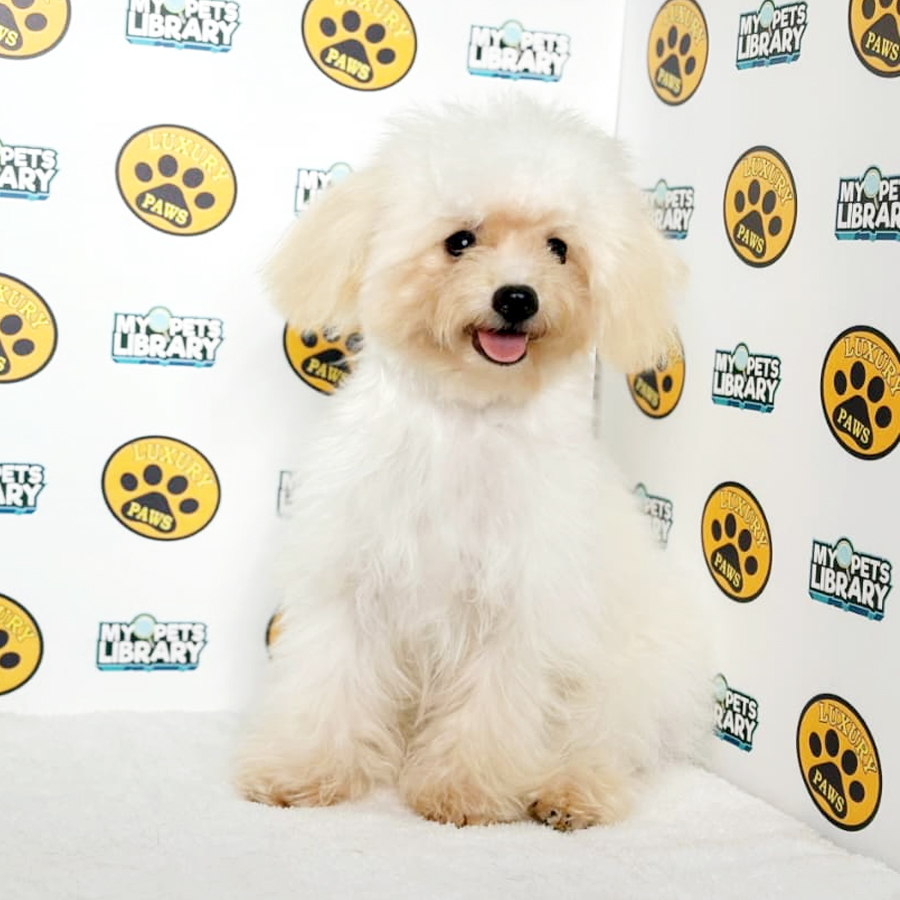 Tiny Poodle Puppy
