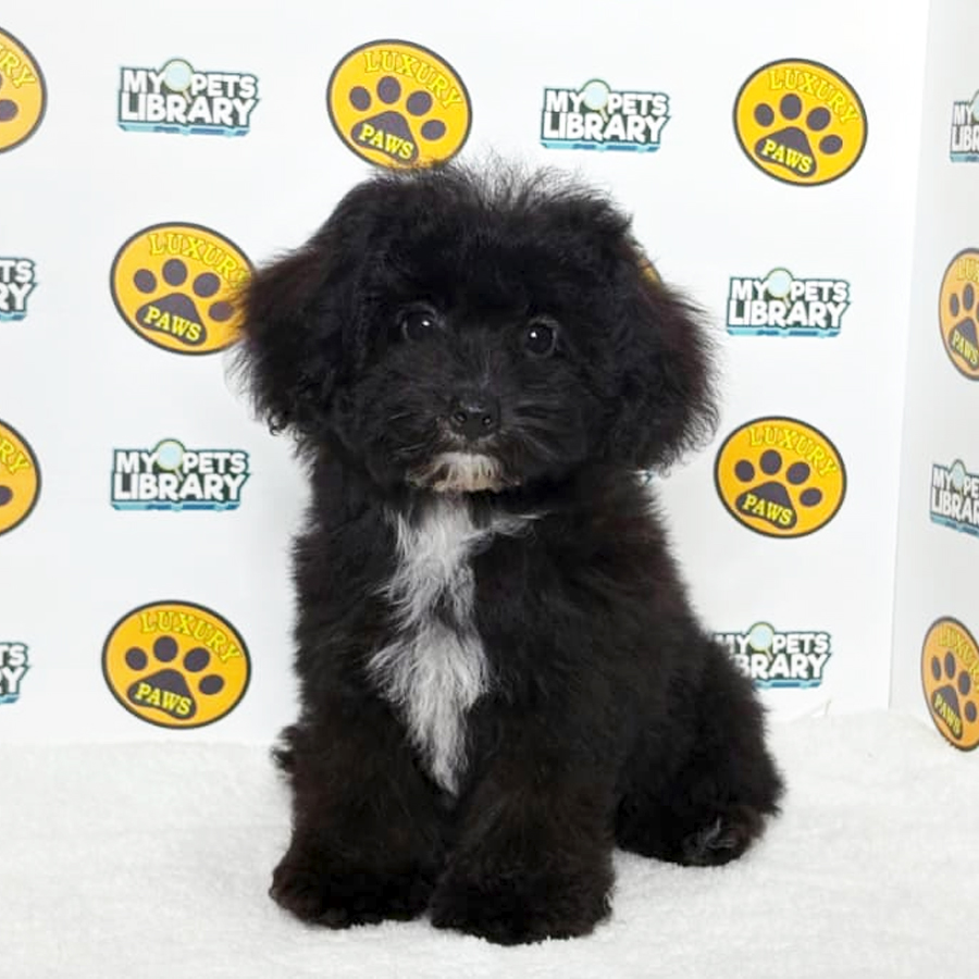 Tiny Poodle Puppy