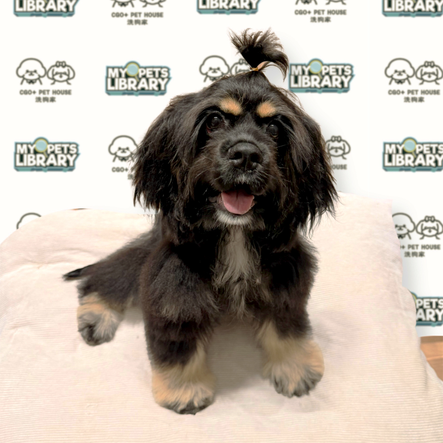 American Cocker Spaniel Puppy