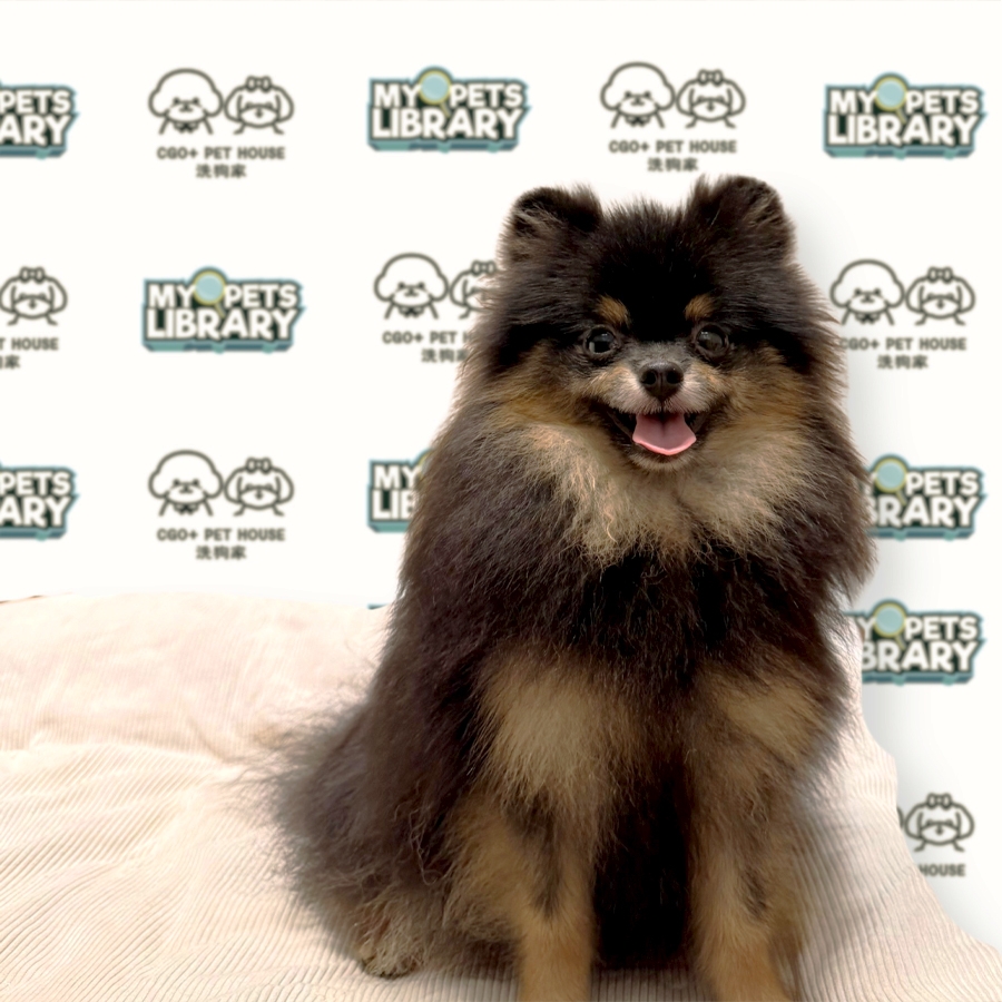 Pomeranian Puppy