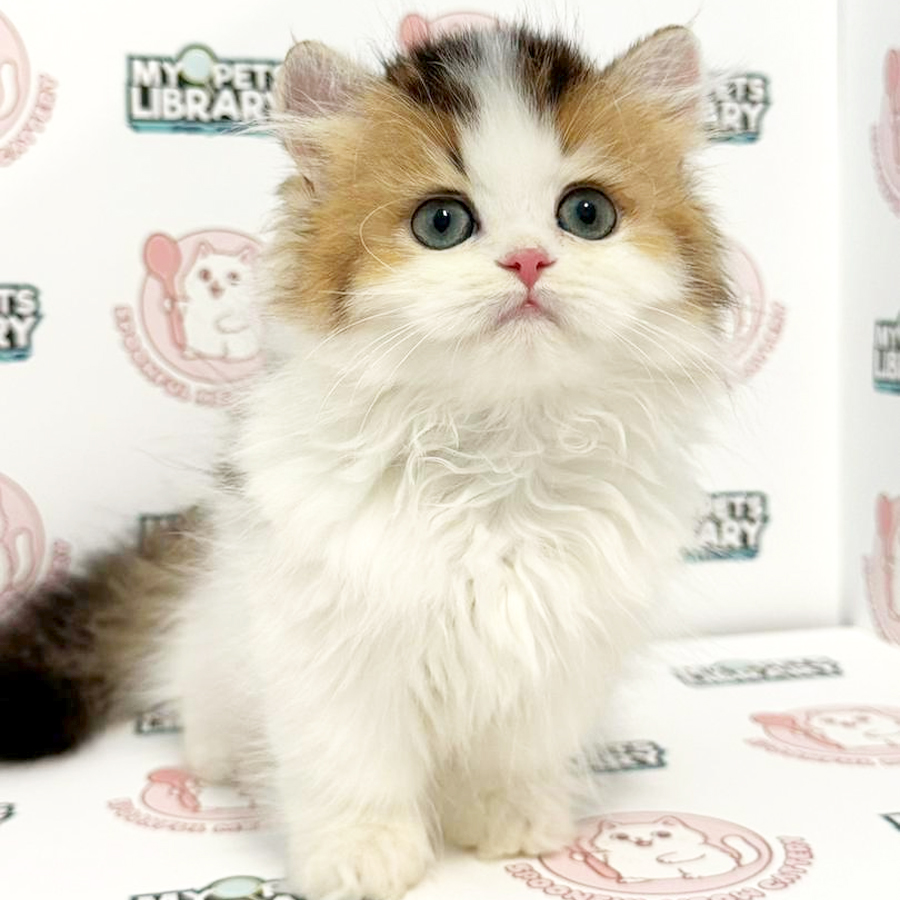 Minuet Napoleon Kitten