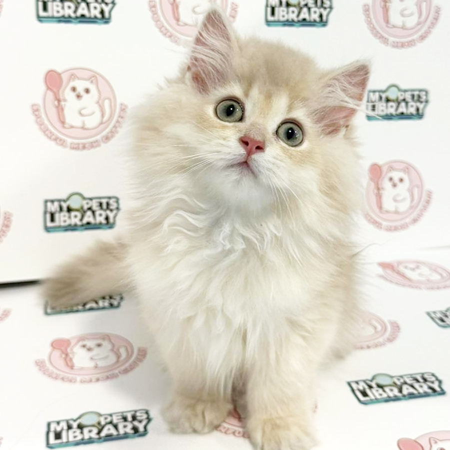 British Longhair Kitten