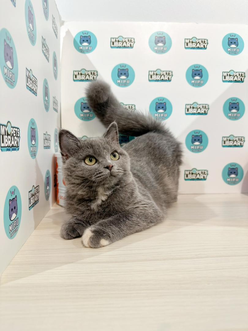 British Shorthair Kitten