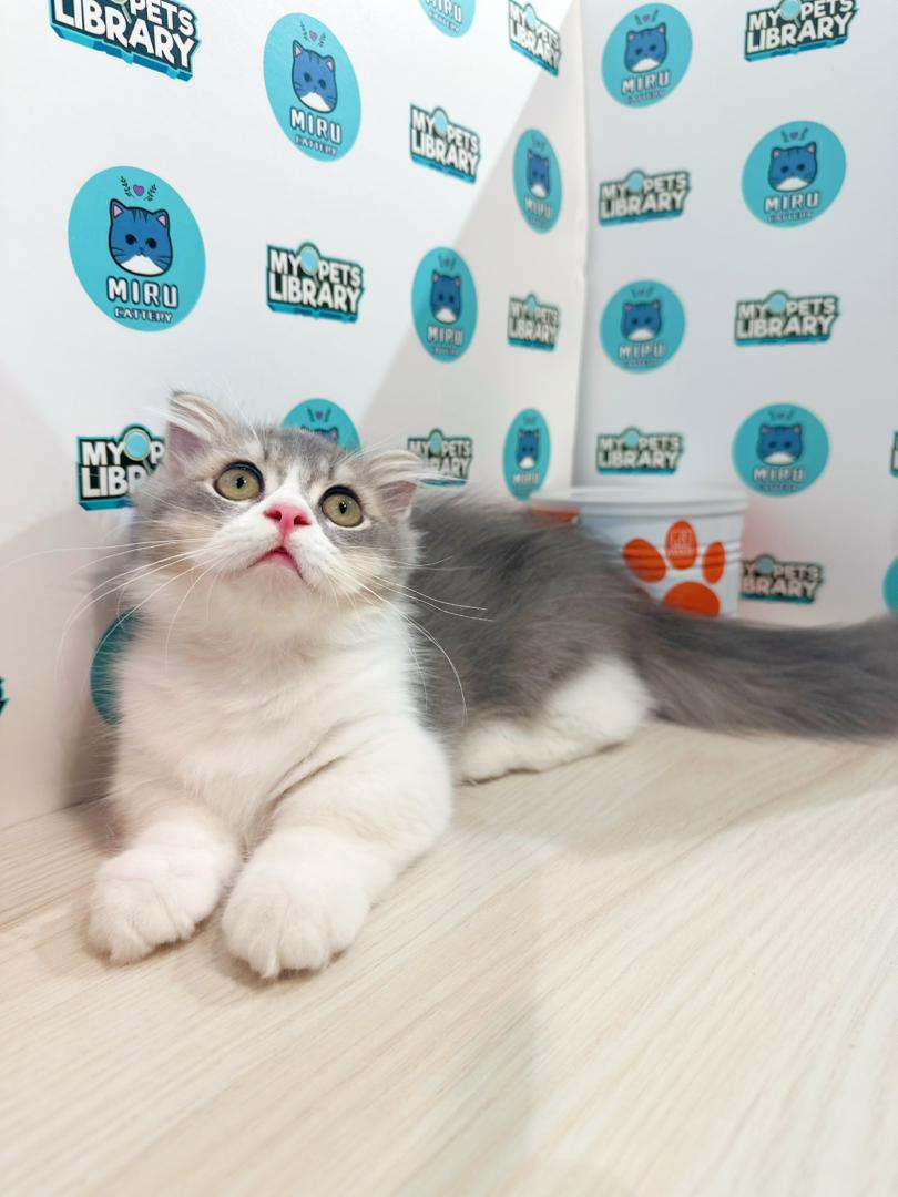 Super Short Munchkin Longhair Kitten