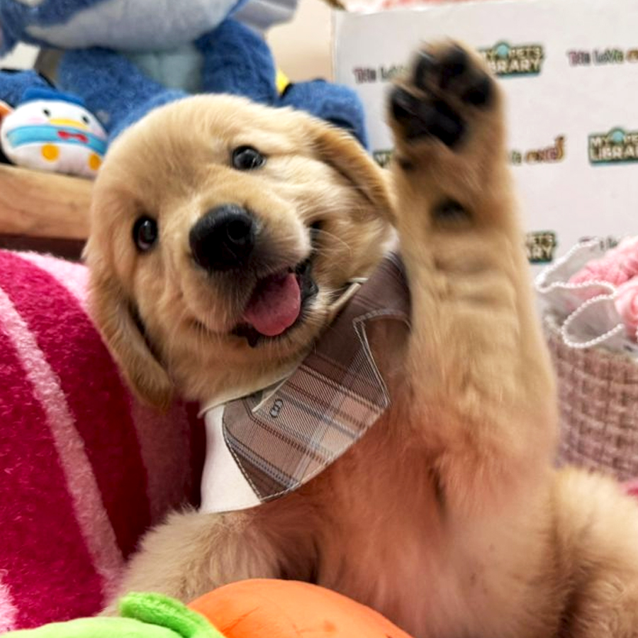Golden Retriever Puppy
