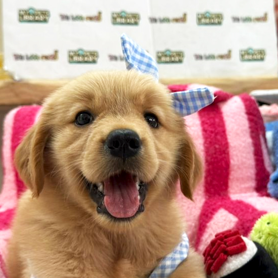 Golden Retriever Puppy