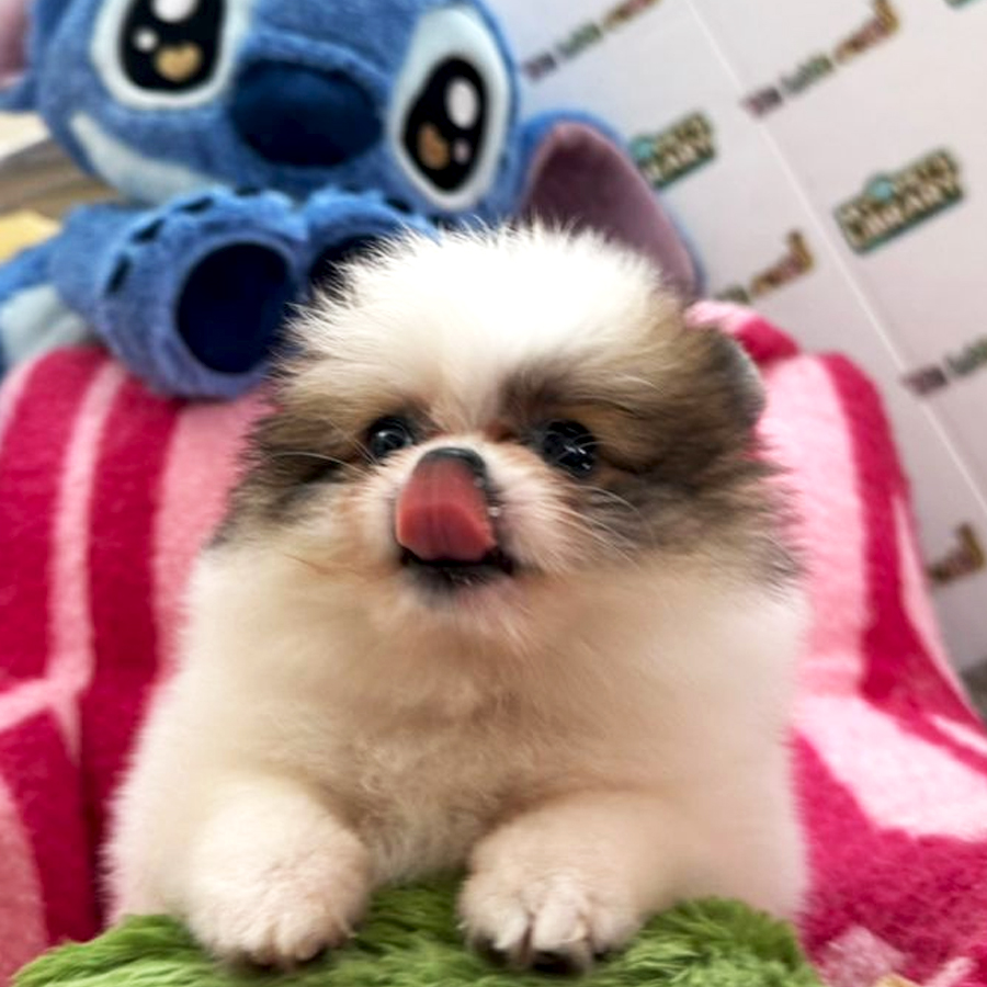 Tiny Pomeranian Puppy