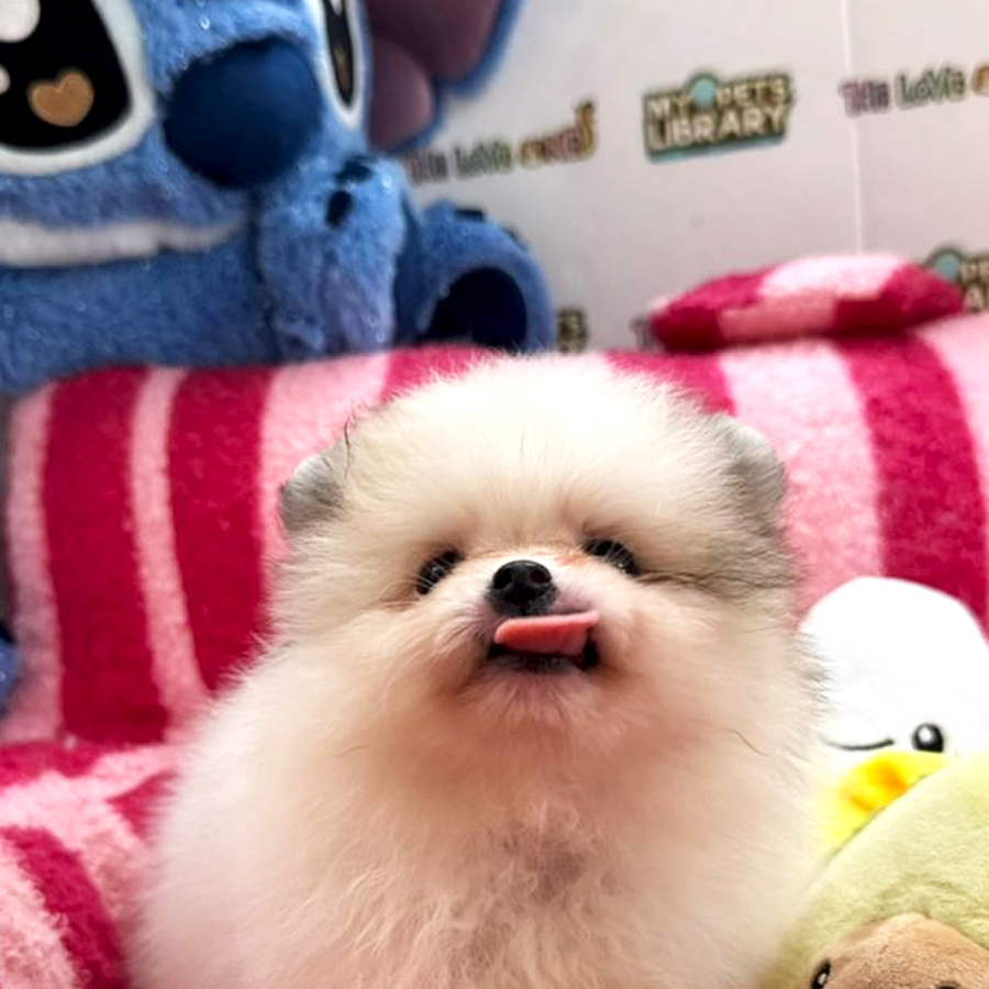 Tiny Pomeranian Puppy