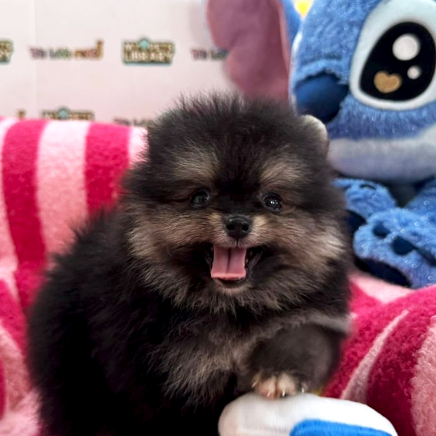 Tiny Pomeranian Puppy