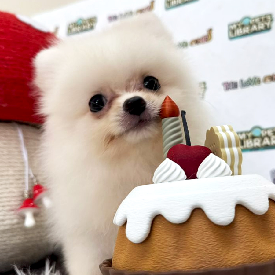 Tiny Pomeranian Puppy