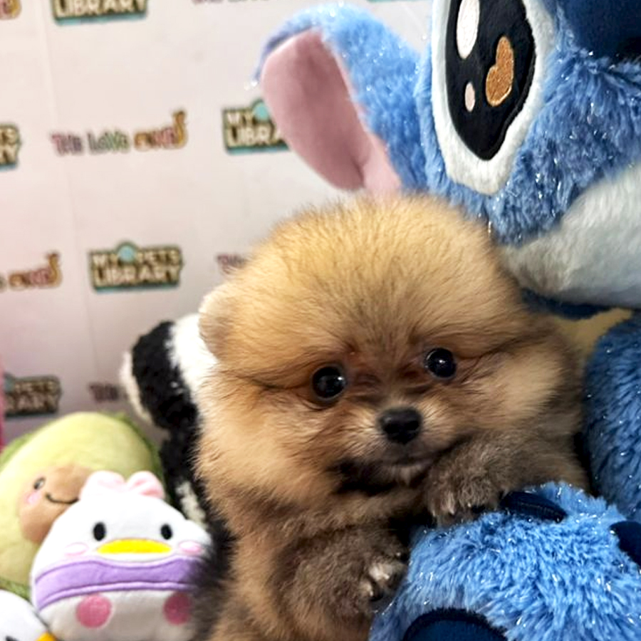 Tiny Pomeranian Puppy