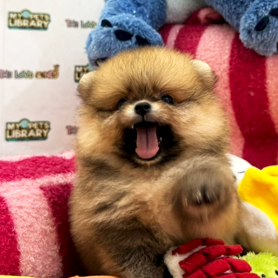 Tiny Pomeranian Puppy