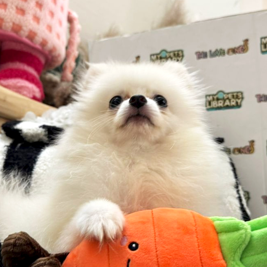 Tiny Pomeranian Puppy