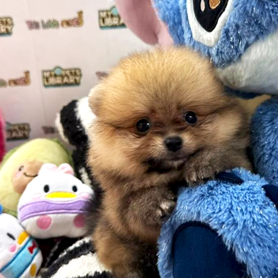 Tiny Pomeranian Puppy