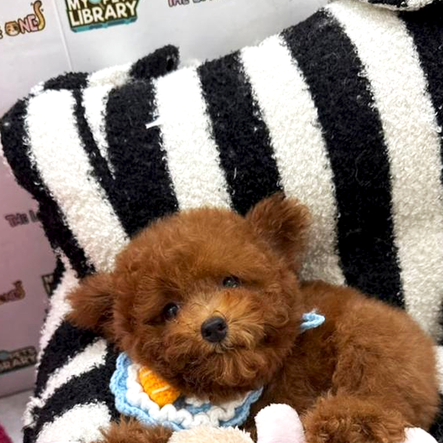 Tiny Poodle Puppy