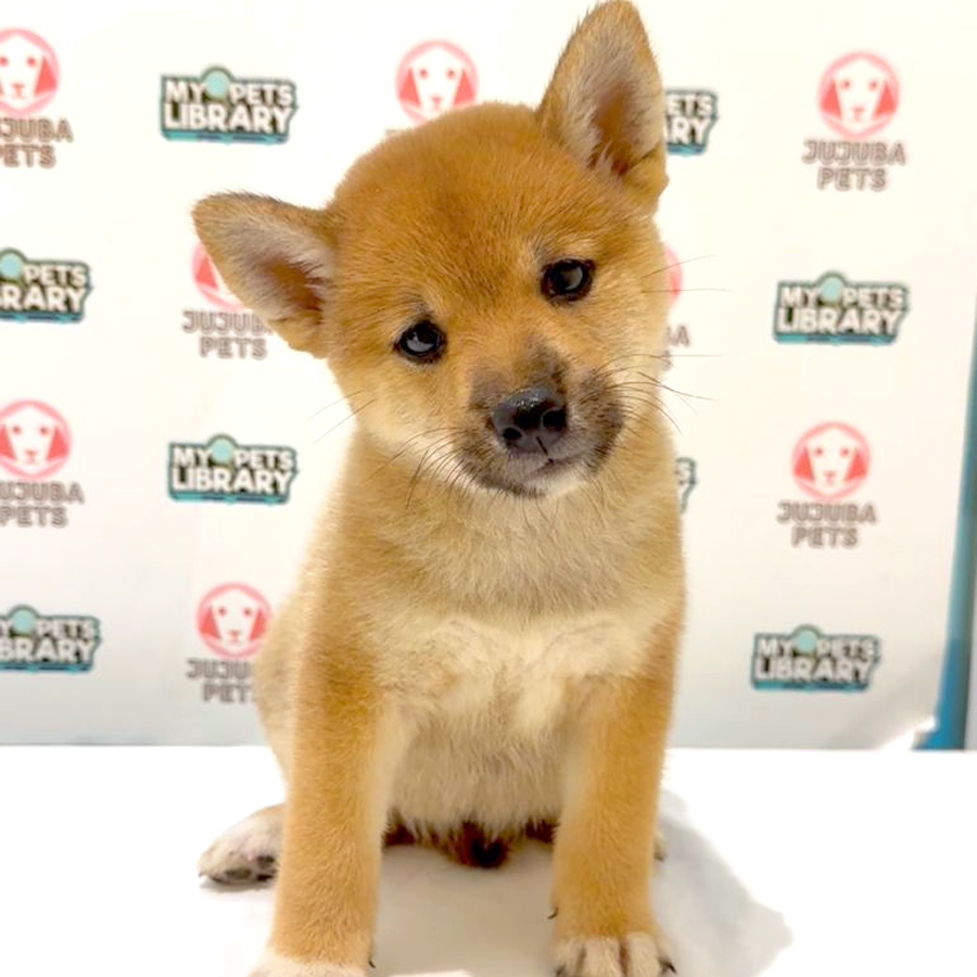 Shiba Inu Puppy