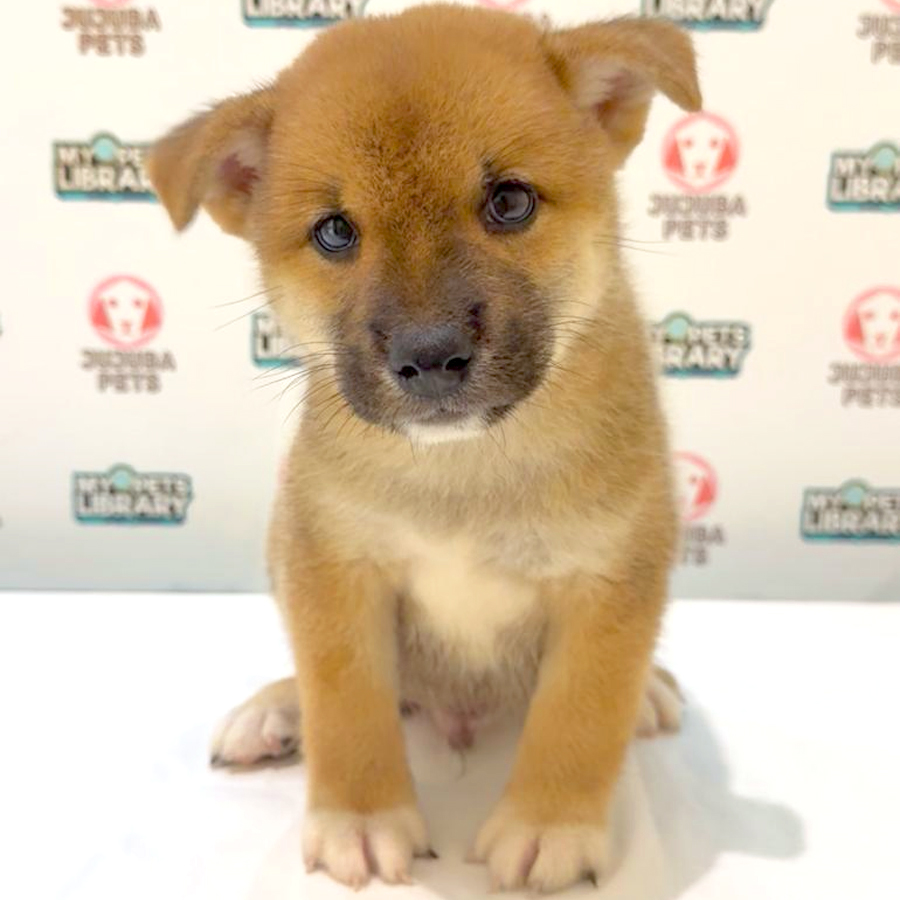 Shiba Inu Puppy