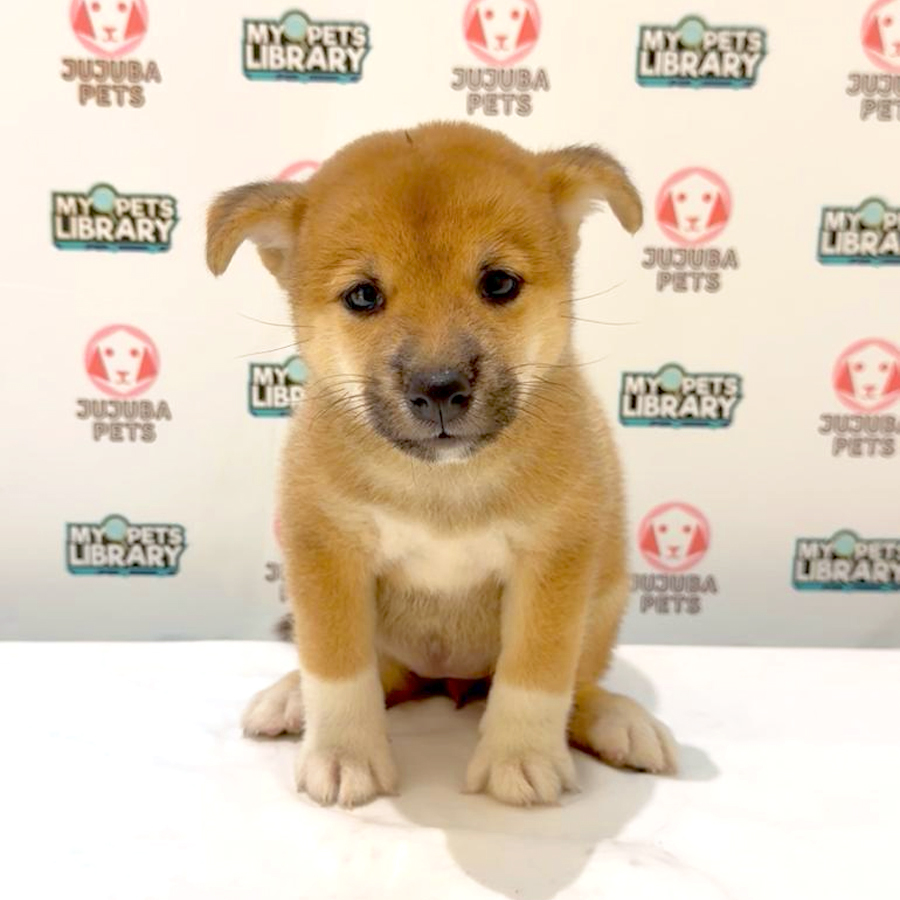 Shiba Inu Puppy