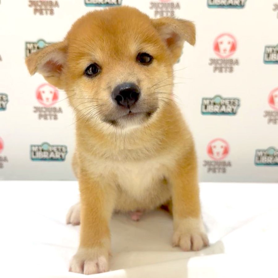 Shiba Inu Puppy