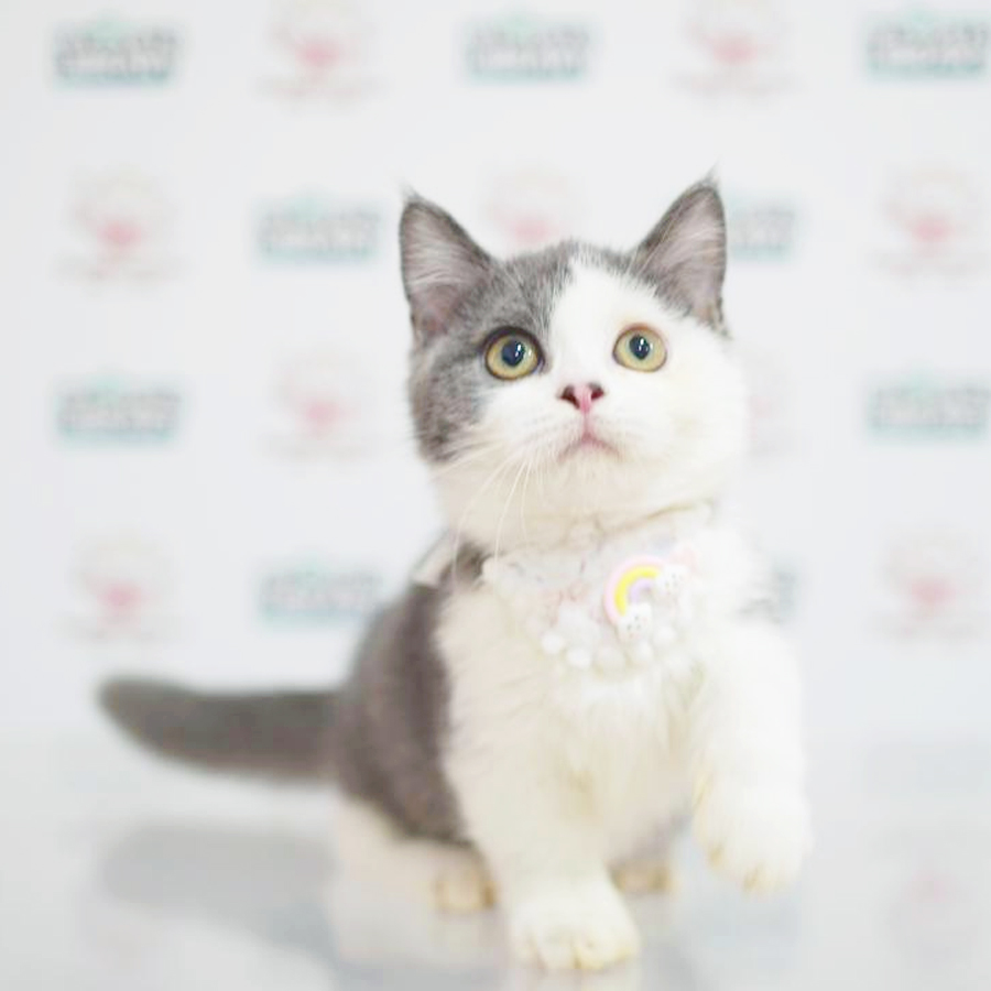 Short Leg Munchkin Kitten